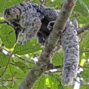 Exemples d'adaptations plus avancées chez les vertébrés