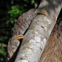 Exemples d'adaptations plus avancées chez les vertébrés