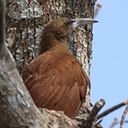 Exemplos de adaptações mais avançadas em vertebrados