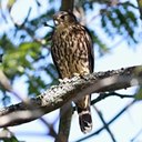 Falco columbarius