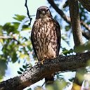 Falco columbarius