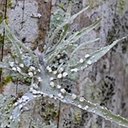 Fonges avec lichens