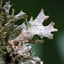 Fonges avec lichens