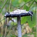 Fonges avec lichens