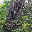 Forêt Atlantique (Nord du Brésil)