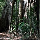 Forêt Atlantique (Nord du Brésil)