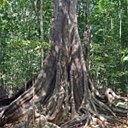 Forêt Atlantique (Nord du Brésil)