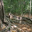 Forêt Atlantique (Nord du Brésil)