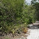 Forêt Atlantique (Nord du Brésil)