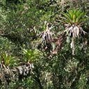 Forêt Atlantique (Sud du Brésil)