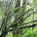 Forêt Atlantique (Sud du Brésil)