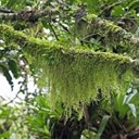 Forêt Atlantique (Sud du Brésil)