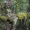 Forêt Atlantique (Sud du Brésil)