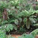 Forêt Atlantique (Sud du Brésil)