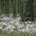 Forêt boréale