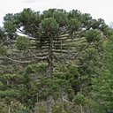 Forêt d'araucaria (= Forêt ombrophile mixte)