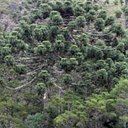 Forêt d'araucaria (= Forêt ombrophile mixte)