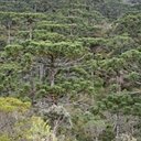 Forêt d'araucaria (= Forêt ombrophile mixte)