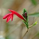 Forms of life I