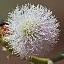 Forms of life I