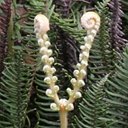 Forms of life I