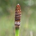 Forms of life I