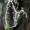 Forms of life I