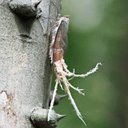 Forms of life I