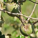Fruits