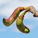 Fruits