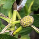 Fruits