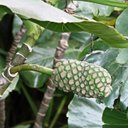 Fruits