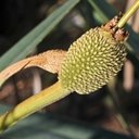 Fruits