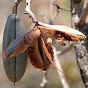 Fruits
