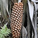 Fruits