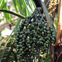 Fruits