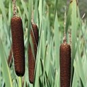 Fruits