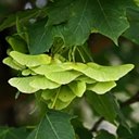 Fruits