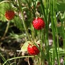 Fruits