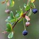Fruits