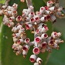 Fruits