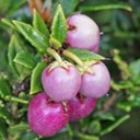 Fruits