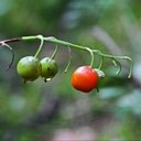 Fruits