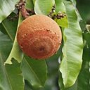 Fruits