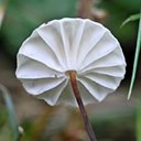 Fungi