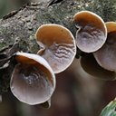 Fungi