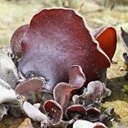 Fungi