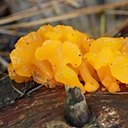 Fungi