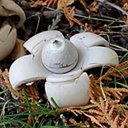 Fungi