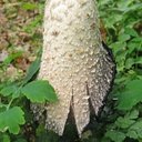 Fungi